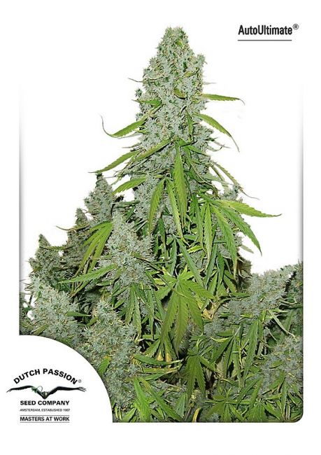 Dutch Passion Ultimate Auto Feminised Seeds