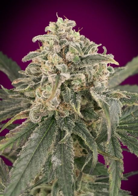 Advanced Seeds Amnesia XXL Auto Feminised Seeds