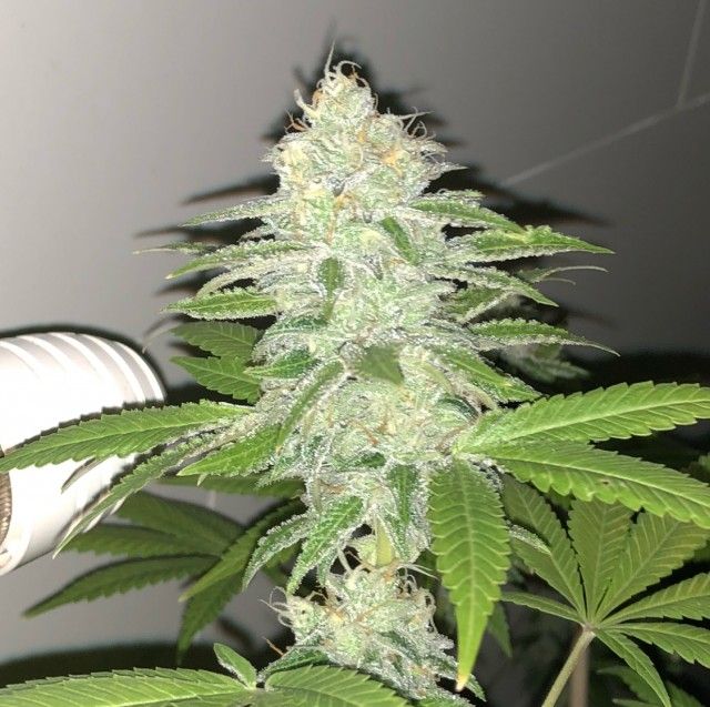 Pheno Finder Seeds Lemon Sherbert Feminised Seeds