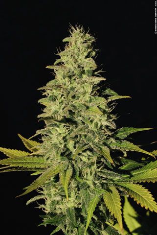 Paradise Seeds Jacky White Feminised Seeds