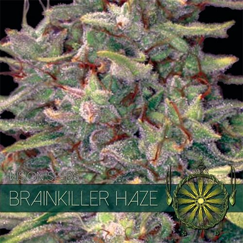 Vision Seeds Brainkiller Haze Feminised Seeds