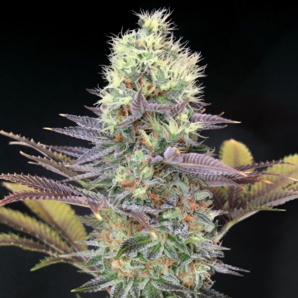 Garden Of Green Cali Bay Dream Feminised Seeds