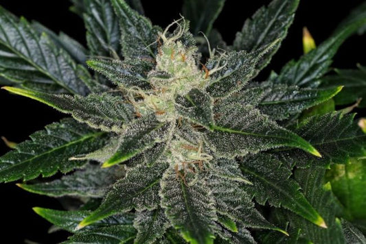 Kannabia Seeds Gorilla King Auto Feminised Seeds