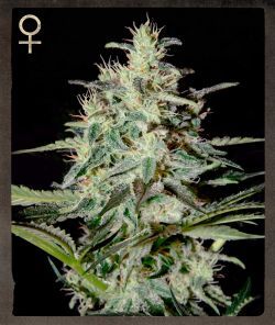 Greenhouse - Strain Hunters White Lemon Feminised Seeds