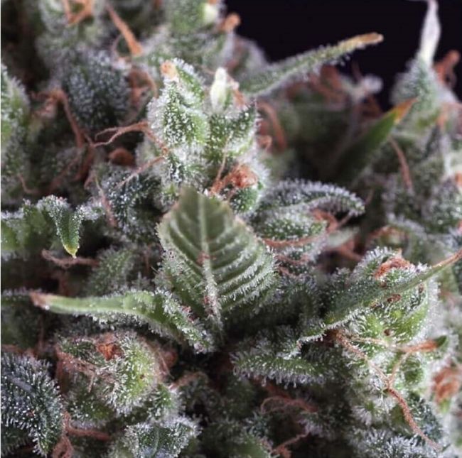 Pyramid Seeds Olympia Auto Feminised Seeds