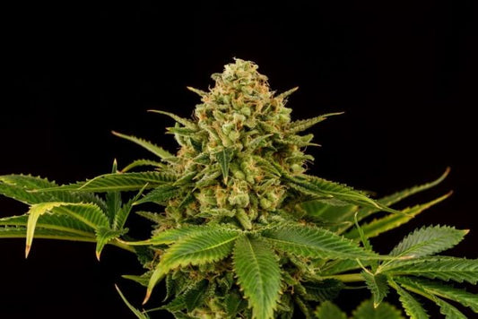 Kannabia Seeds Monkey Grease Feminised Seeds