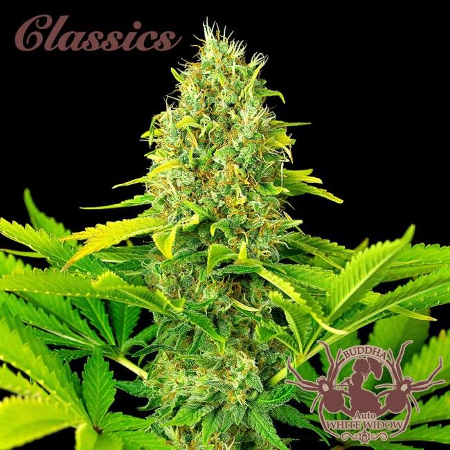 Buddha Seeds Buddha Classics White Widow Auto Feminised Seeds