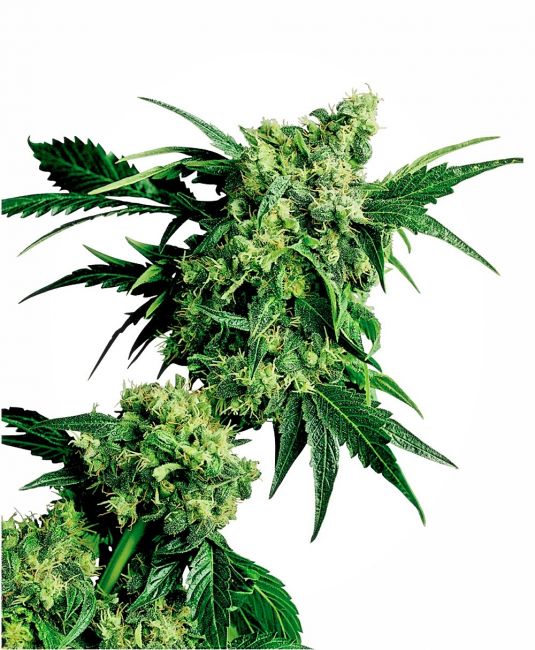 Sensi Seeds Mr Nice G13 x Hash Plant Regular Seeds