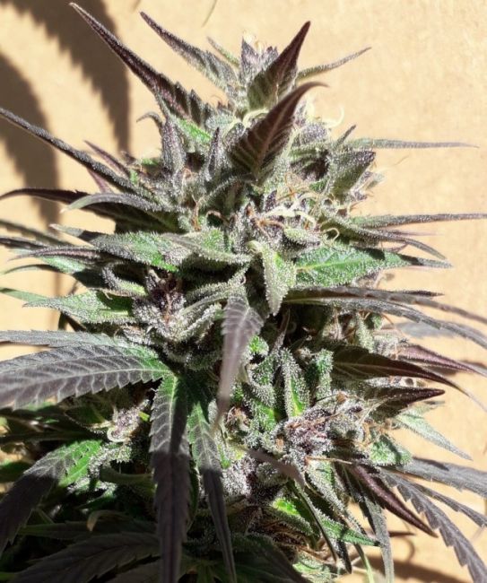 Ace Seeds Purple Haze 23 A5 Feminised Seeds