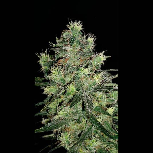 Blimburn Seeds AK Auto Feminised Seeds