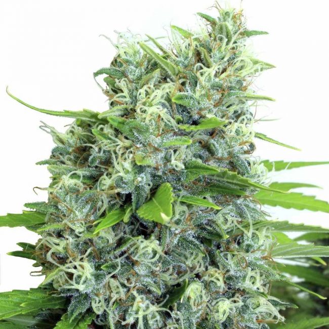 Serious Seeds Kali Bubba Regular Seeds