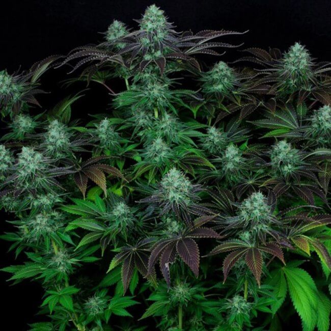 T.H. Seeds Dark Star Regular Seeds - 5+