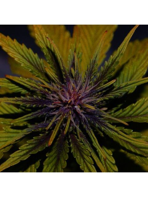 Elite Seeds Dark Rose CBD Auto Feminised Seeds