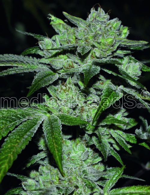 Medical Seeds Sour Glue Feminised Seeds