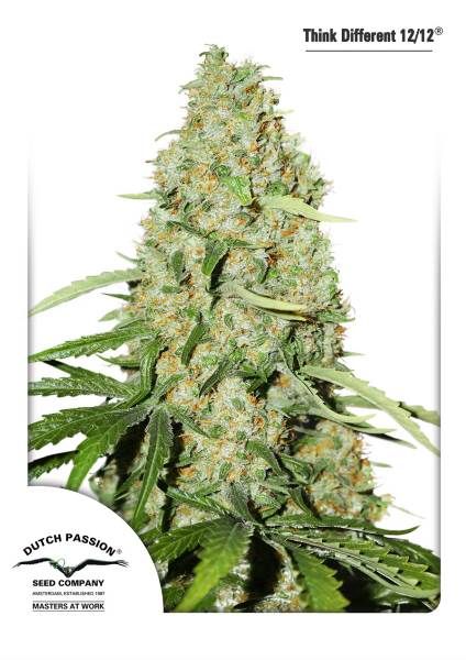 Dutch Passion Think Fast Feminised Seeds