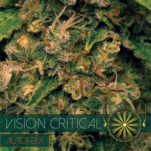 Vision Seeds Vision Critical Auto Feminised Seeds