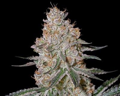 Greenhouse Seed Co. HighCloudZ Feminised Seeds