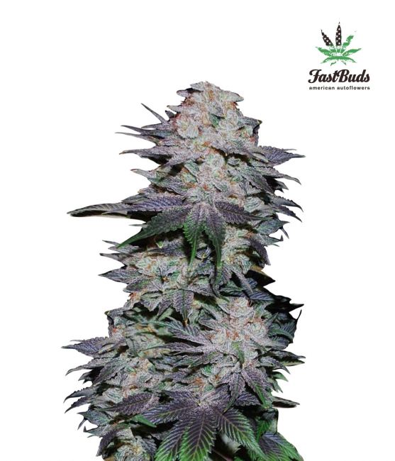 FastBuds Blackberry Auto Feminised Seeds