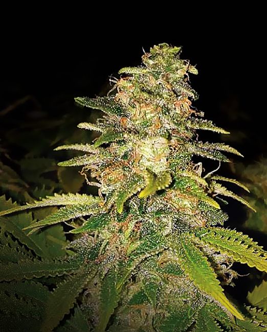 Expert Seeds Critical Blue Auto Feminised Seeds