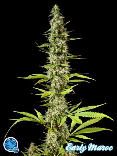 Philosopher Seeds Early Maroc Feminised Seeds