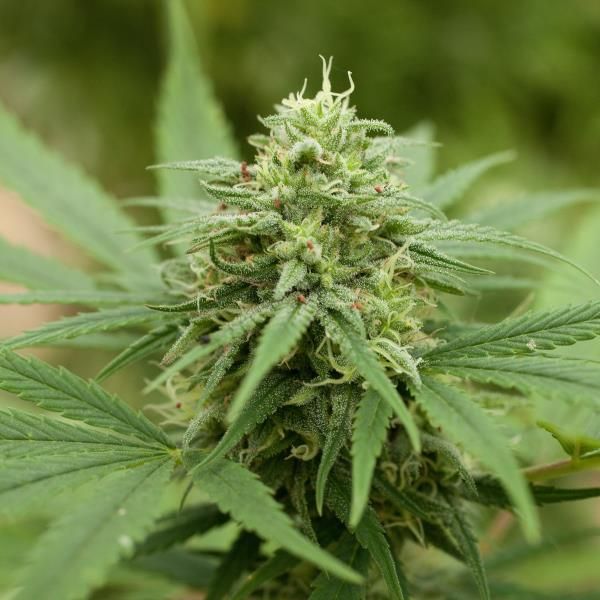 G13 Labs Pineapple Express #2 Feminised Seeds