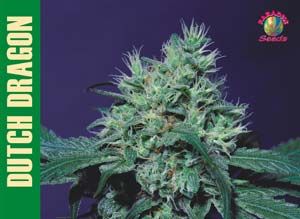 Paradise Seeds Dutch Dragon Feminised Seeds