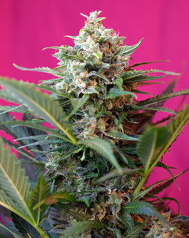 Sweet Seeds Big Devil XL Auto Feminised Seeds