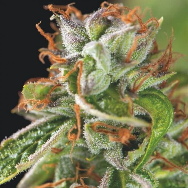 Pyramid Seeds Double OG Haze Feminised Seeds - 3+1 FREE SEED