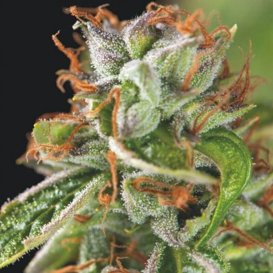 Pyramid Seeds Double OG Haze Feminised Seeds - 3+1 FREE SEED