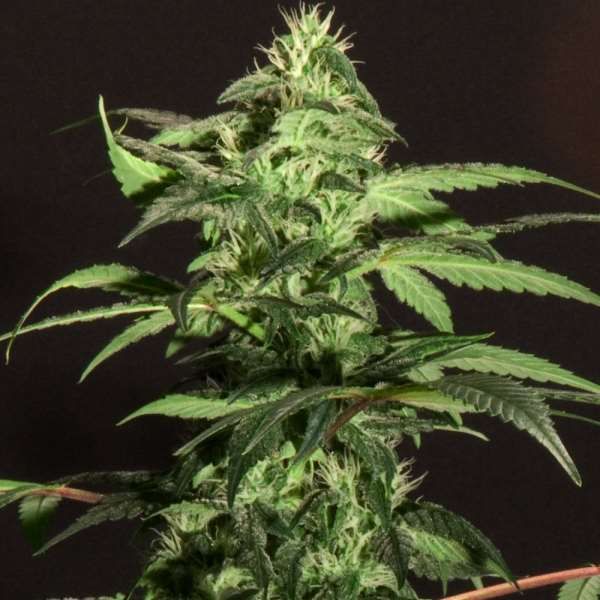 BC Bud Depot BC Jack Herer Feminised Seeds