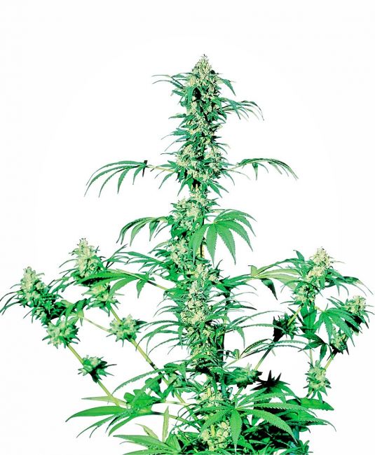 Sensi Seeds Early Girl Regular Seeds