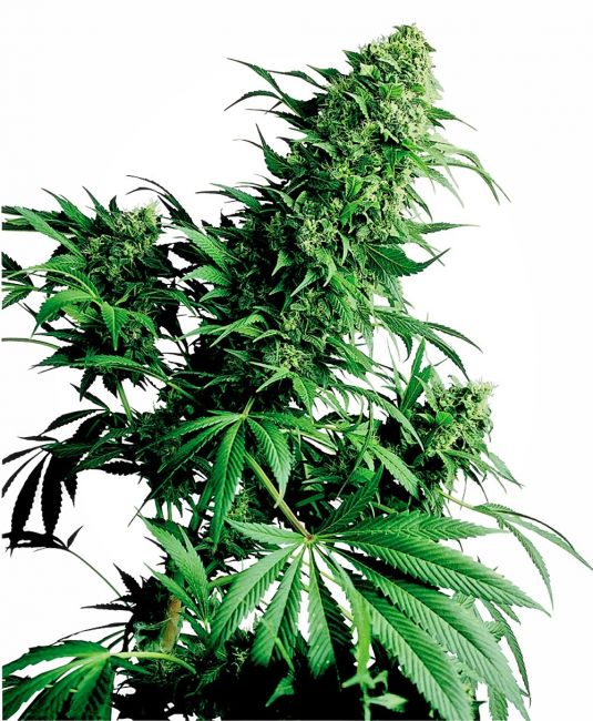 Sensi Seeds Shiva Shanti Regular Seeds