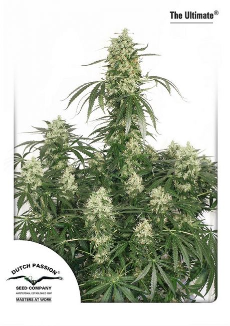 Dutch Passion The Ultimate Feminised Seeds