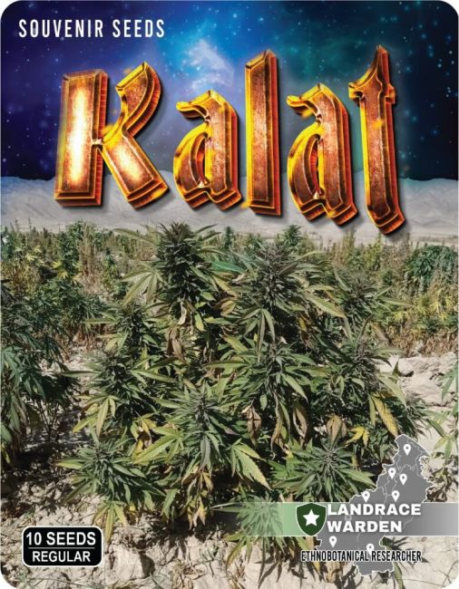 Landrace Warden Kalat Regular Seeds