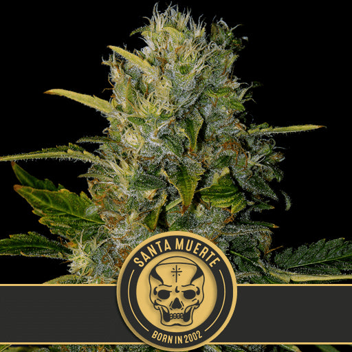 Blimburn Seeds Santa Muerte Feminised Seeds