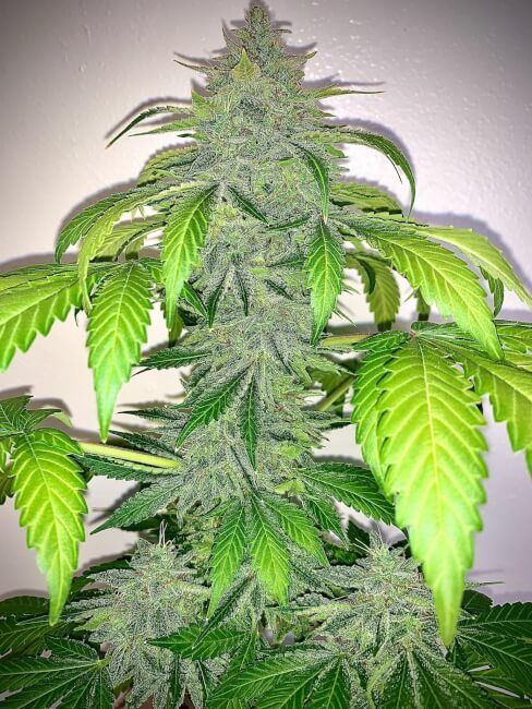 Mephisto Genetics Deez Nuggs Auto Feminised Seeds