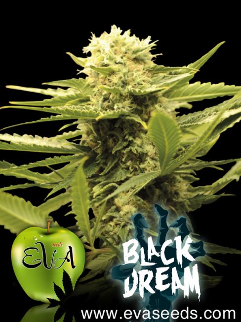 Eva Seeds Black Dream Feminised Seeds - 6+