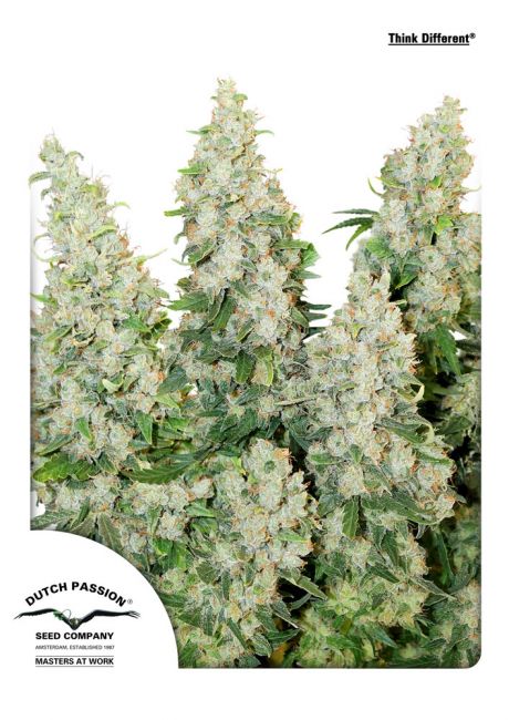 Dutch Passion Think Different Auto Feminised Seeds