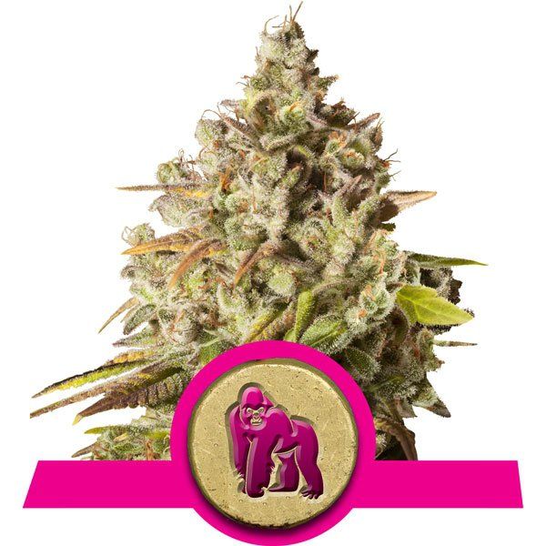 Royal Queen Seeds Royal Gorilla Feminised Seeds