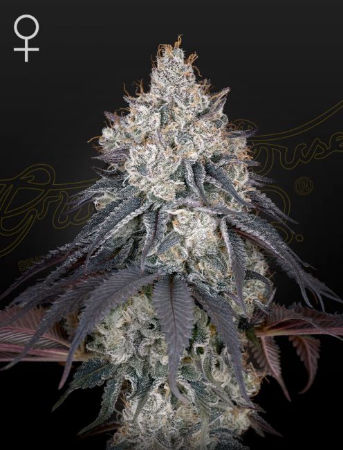 Greenhouse Seed Co. Lemon Orange Feminised Seeds