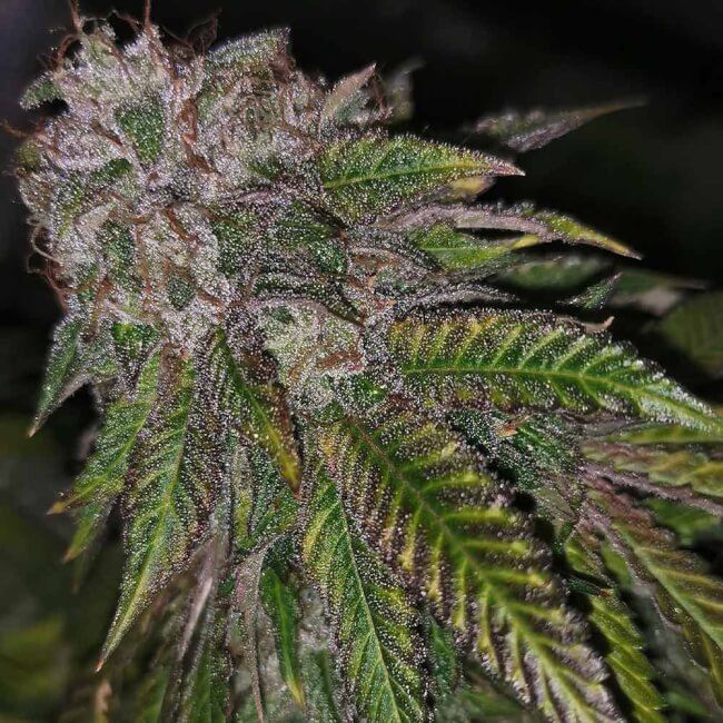 Pheno Finder Seeds Dirty Kuntz Feminised Seeds