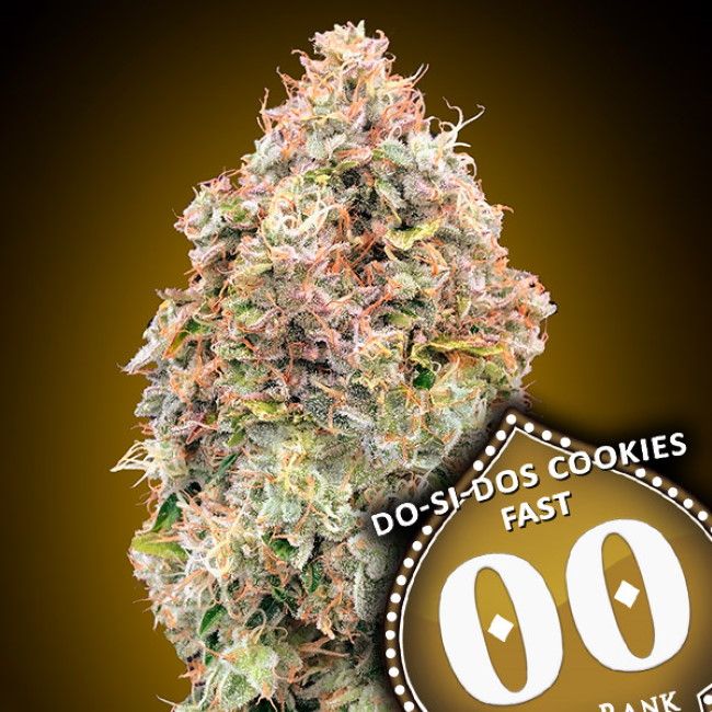 00 Seeds Do-Si-Dos Cookies FAST Feminised Seeds