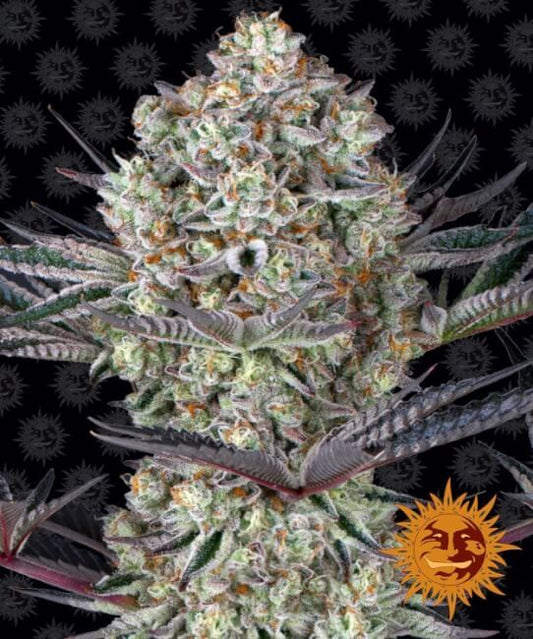 Barney's Farm Dos Si Dos 33 Feminised Seeds