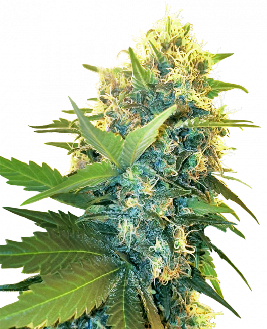 Sensi Seeds Research Double Kush Cake Feminised Seeds