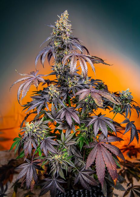 Sweet Seeds Red Gorilla Girl XL Auto Feminised Seeds