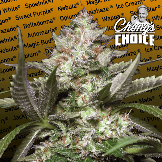 Paradise Seeds Kong 4 Auto Feminised Seeds