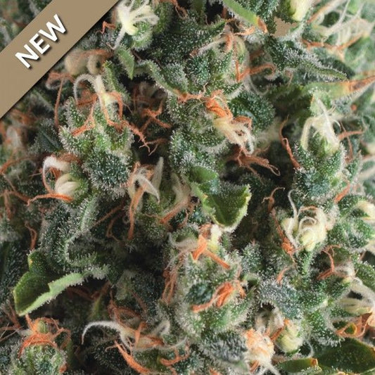 Pyramid Seeds Super OG Kush Auto Feminised Seeds