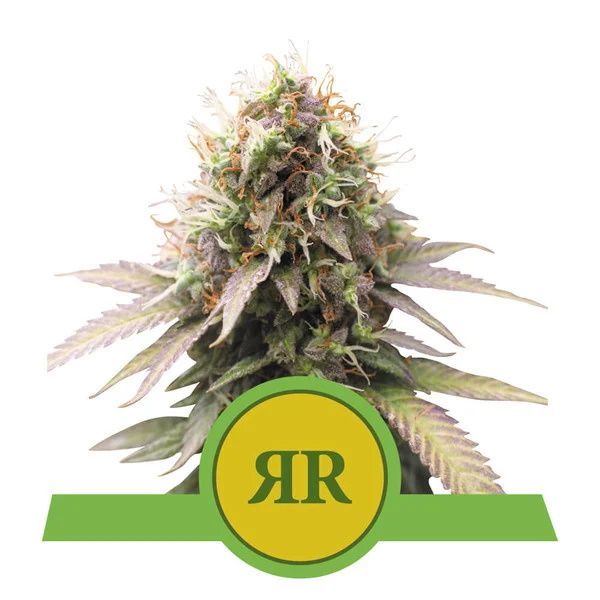 Royal Queen Seeds Royal Runtz Auto Feminised Seeds