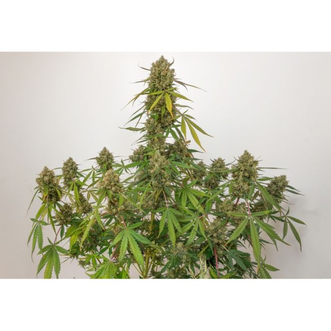 Super Sativa Seed Club Elephant Auto Feminised Seeds