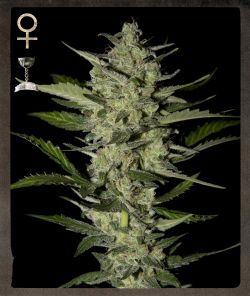 Greenhouse - Strain Hunters Flowerbomb Kush Feminised Seeds